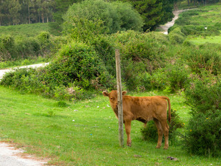 calf hidden behind a stake