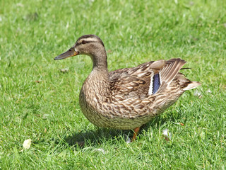 Stockente