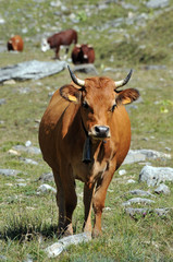 vache tarine 2