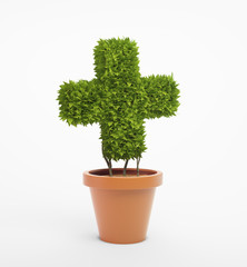 Cross shaped pot plant