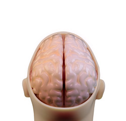 Human brain