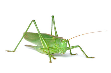 Grasshopper