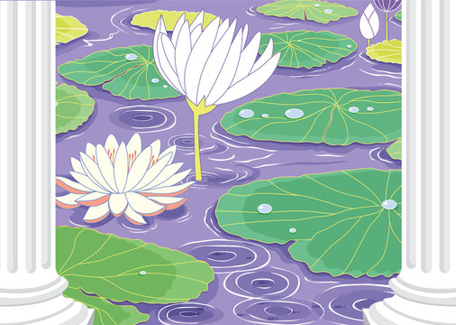 pond with white lotus flowers