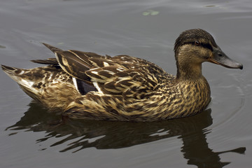 a duck in the lake