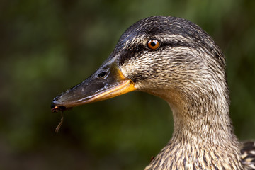 a duck eating