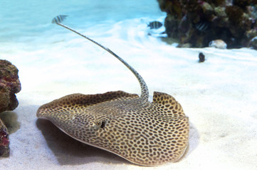 A sting ray