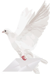 isolated white dove with mail