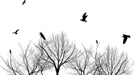 isolated bare trees and birds silhouettes