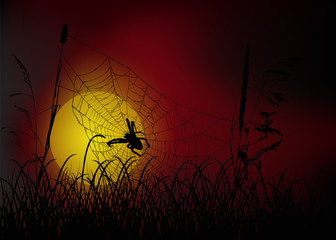 Obraz na płótnie Canvas spider web in grass at sunset