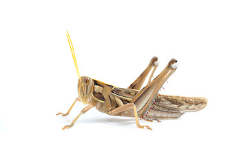 brown grasshopper on white background