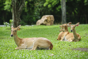 Eld's deer