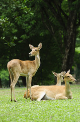 Eld's deer