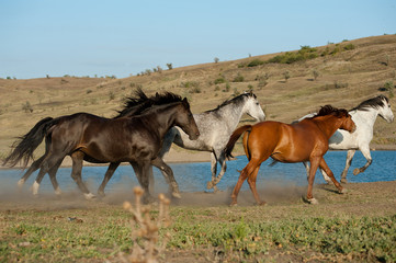Fototapeta na wymiar konie biegać