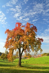 Birnbaum im Herbstkleid