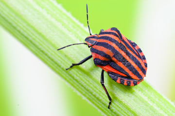 Strip bugs (Graphosoma lineatum)