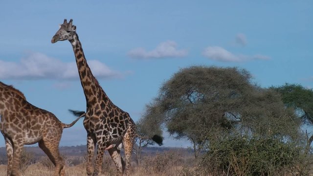 mating giraffe , Serengeti, Tanzania, Africa