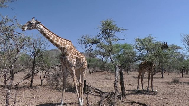 eating giraffe , Serengeti, Tanzania, Africa
