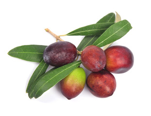 Olive branch with leaves