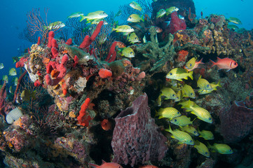 Fototapeta na wymiar Różne gatunki ryb na rafie.