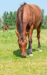 Fototapeta premium Brown horses grazing together