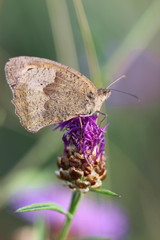 Maniola jurtina, Großes Ochsenauge