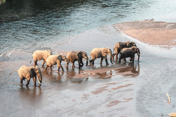 herd of elephants © danakondrat