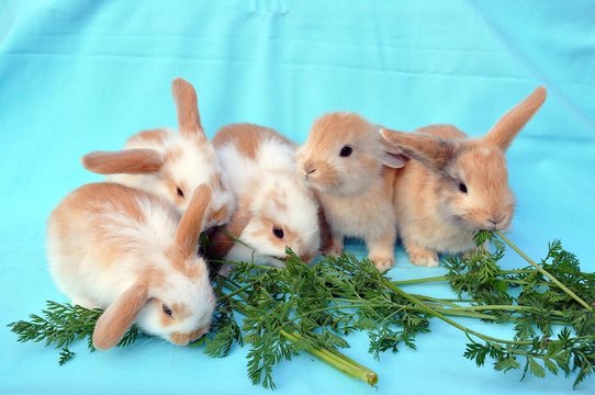 Hasenfamilie