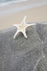 Fototapeta na wymiar Starfish Balacing on Rock at the Seaside