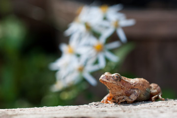 Spring Peeper