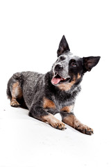 Australian Cattle - Blue Heeler im Platz