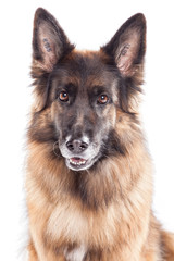 Schäferhund Portrait