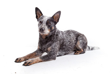 Blue Heeler - Australian Cattle Dog im Platz
