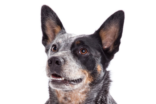 ACD Blue Heeler