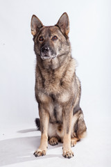 Hund - Schäferhund Mix