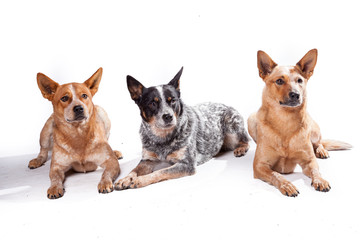 Hundegruppe - Australian Cattle Dogs