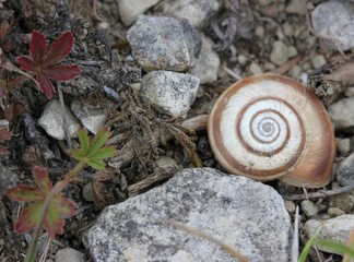 Westliche Heideschnecke am Dörnberg