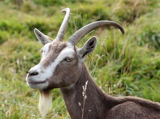 Th&uuml;ringer Waldziege