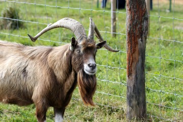 Thüringer Waldziegenbock