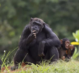 Fotobehang Aap Chimpansee