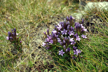 mountain purple flowers, Belianske Tatras,Slovakia