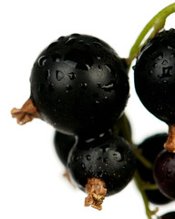 Black currants
