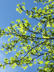 Green leaves of a maple on the blue. Spring sky.