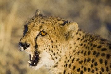 cheetah portrait