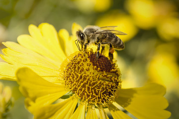 little bee