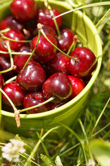 fresh cherries