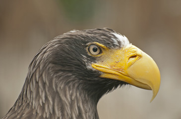 Steller´s Sea Eagle