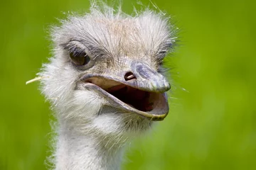 Fotobehang Struisvogel Ostrich head