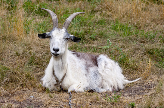 goat on meadow