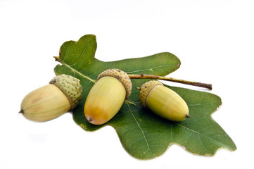 acorn