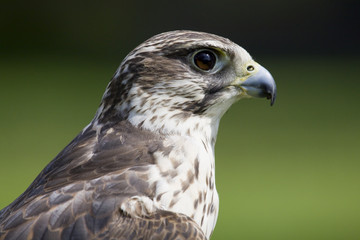 falcon portrait